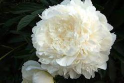 Пион Айсберг (Paeonia Iceberg).