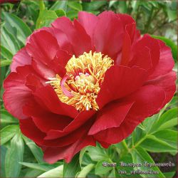 Пион Иллини Белл (Paeonia Illini Belle)