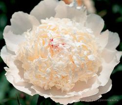 Пион Фулл Сейл (Paeonia In Full Sail)