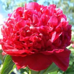 Пион Инспектор Лаверн (Paeonia Inspecteur Lavergne)