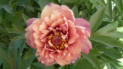Пион Берри Гарсия (Paeonia Berry Garcia)