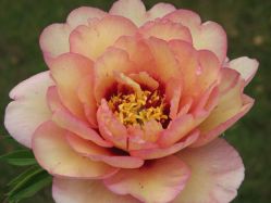 Пион Кэллис Мемори (Paeonia itoh Callies Memory)