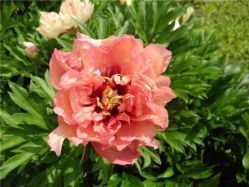 Пион Коппер Кеттл (Paeonia itoh Copper Kettle)