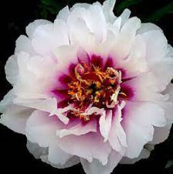 Пион Кора Луиза (Paeonia itoh Cora Louise)
