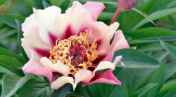 Пион Курт Джестер (Paeonia itoh Court Jester)