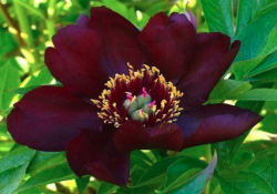 Пион Дак Айс (Paeonia itoh Dark Eyes)