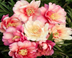 Пион Джулия Роуз (Paeonia itoh Julia Rose)