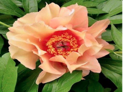 Пион Олд Роуз Денди (Paeonia itoh Old Rose Dandy)