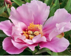 Пион Опал. (Paeonia itoh Opal)