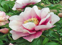 Пион Пастель Лилас (Paeonia itoh Pastel Lilas)