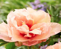 Пион Роял Блаш (Paeonia itoh Royal Blush)
