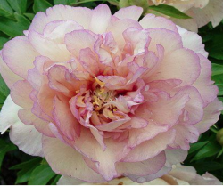 Пион Скрумдидлеумшес (Paeonia itoh Scrumdidleumptious)