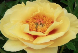 Пион Сонома Мандэй (Paeonia itoh Sonoma Monday)