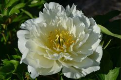 Пион Уайт Эмперор (Paeonia itoh White Emperor)