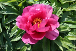 Пион Янки Дудл Денди (Paeonia itoh Yankee Doodle Dandy)