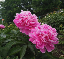 Пион Якорма / Джакорма (Paeonia Jacorma)