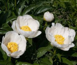 Пион Ян ван Левен (Paeonia Jan Van Leeuwen)