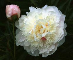 Пион Жан Клод Аллард (Paeonia Jean Claude Allard)