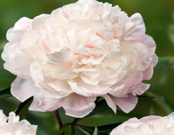 Пион Джубили (Paeonia Jubilee)