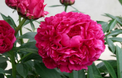 Пион Канзас (Paeonia Kansas)