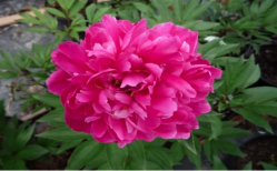 Пион Карл Розенфельд (Paeonia Karl Rosenfield)