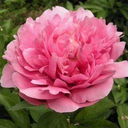 Пион Кэти`с Тач (Paeonia Kathy`s Touch)