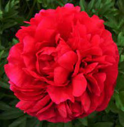 Пион Кингс Рэнсом / Королевский выкуп ( Paeonia King's Ransom)