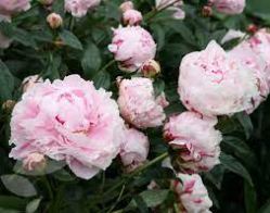 Пион Кенингсвинтер (Paeonia Königswinter).