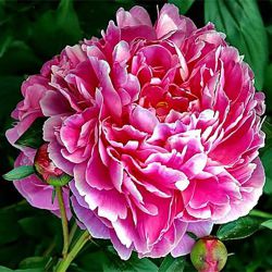 Пион Кёнингин Вильгельмина (Paeonia Koningin Wilhelmina).