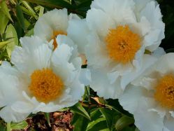 Пион Кринклед Уайт (Paeonia Krinkled White).