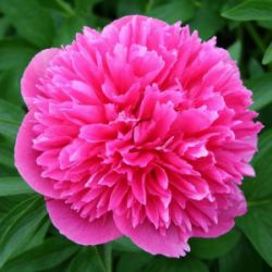 Пион Эль Эклатант / Л`еклатант (Paeonia L`Eclatante)