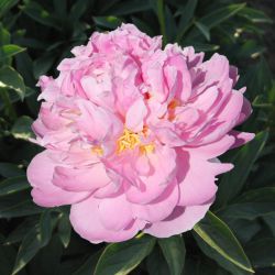 Пион Ла Донна (Paeonia La Donna)