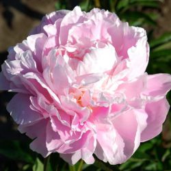 Пион Ле Франс (Paeonia La France)