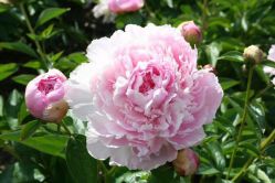 Пион Ла Перле / Жемчужина (Paeonia La Perle)