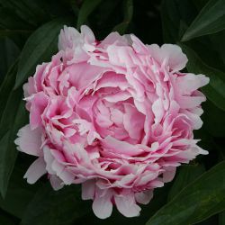 Пион Леди Александра Дафф (Paeonia Lady Alexandra Duff).