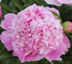 Пион Леди Анна (Paeonia Lady Anna)