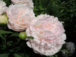 Пион Лиллиан Уайльд (Paeonia Lillian Wild)