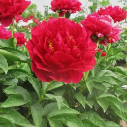 Пион лопастной Саншайн / иноземный Отто Фрёбель (Paeonia lobata Sunshine / peregrina Otto Froebel)