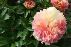 Пион Лоис Чойс (Paeonia Lois Choice)