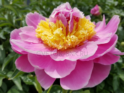 Пион Лоис Е.Клем (Paeonia Lois E Klehm)