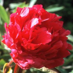 Пион Лонгфеллоу (Paeonia Longfellow)