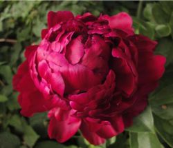 Пион Лоуэлл Томас (Paeonia Lowell Thomas)