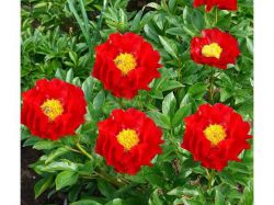 Пион Макинак Гранд (Paeonia Mackinac Grand)