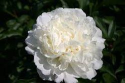 Пион Мадам Эдвард Хардинг / миссис Эдвард Хардинг (Paeonia Madame Edward Harding / Missis Edward Harding)