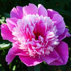 Пион Мадам Фуртадо (Paeonia Madame Furtado)