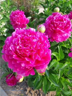 Пион Магента Мун ( Paeonia Magenta Moon)