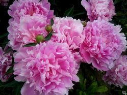 Пион Маргарет Трумэн ( Paeonia Margareth Truman )