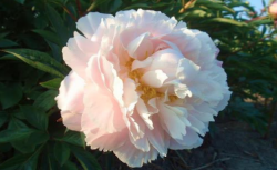 Пион Маргарет Жерар (Paeonia Marguerite Gerard)