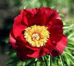 Пион Мерри Мейшайн ( Paeonia Merry Mayshine).