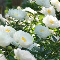 Пион Мисс Америка (Paeonia Miss America)